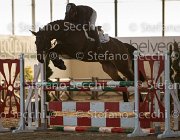Dahila della Verdina TosTour2013- S5 3103 : Arezzo, Arezzo Equestrian Centre, Cavalli d'Italia, Dahila della Verdina, Toscana Tour 2013, foto di Stefano Secchi ©